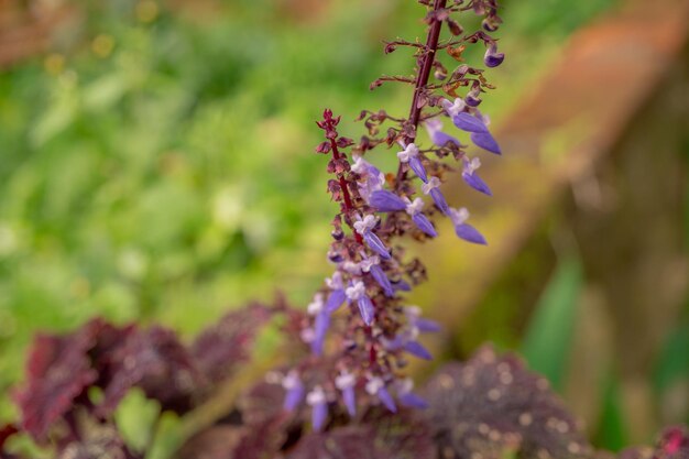 Little purple flower blossom when springtime