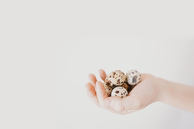 little quail eggs on a childs hand in closeup