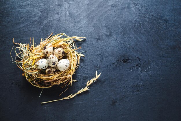 Little quail eggs in nest on black background. Copy space