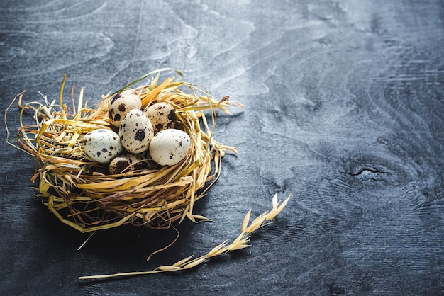 Little quail eggs in nest on black background. Copy space