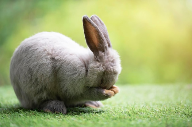 Little rabbit cleaning myself on green grass Cute rabbit in meadow on garden nature background