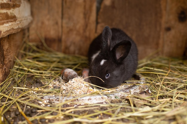 маленький кролик ест траву и зерно