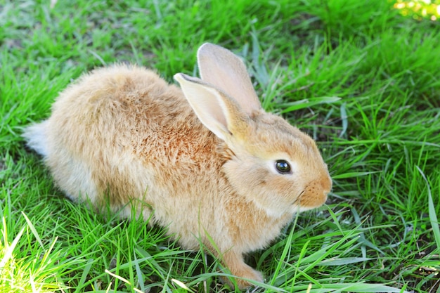 草のクローズアップの中の小さなウサギ