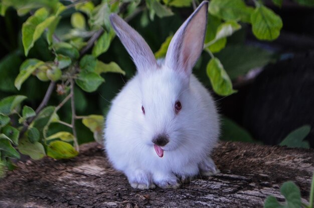 Little rabbit on green grass Little white rabbit