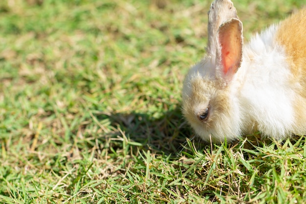 Little rabbit on green grass in summer day