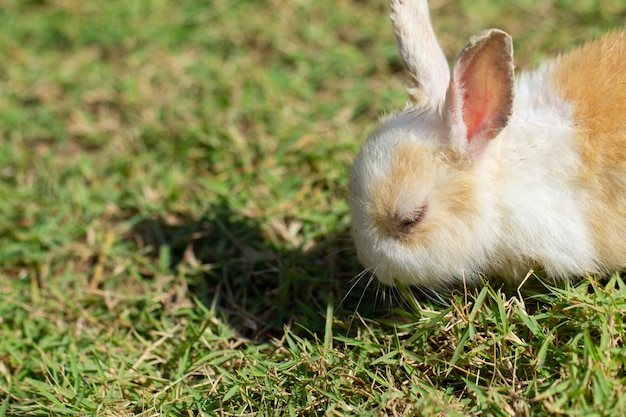 Little rabbit on green grass in summer day