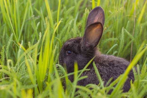 little rabbit in green grass