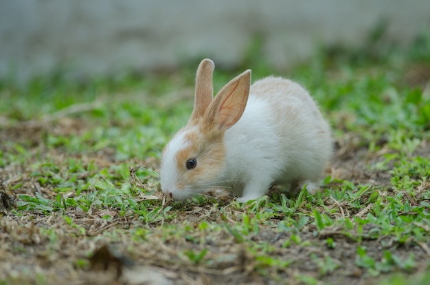 Little rabbit on green grass