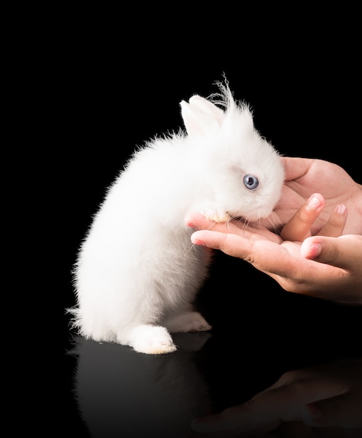  little rabbit in the hands of the black background