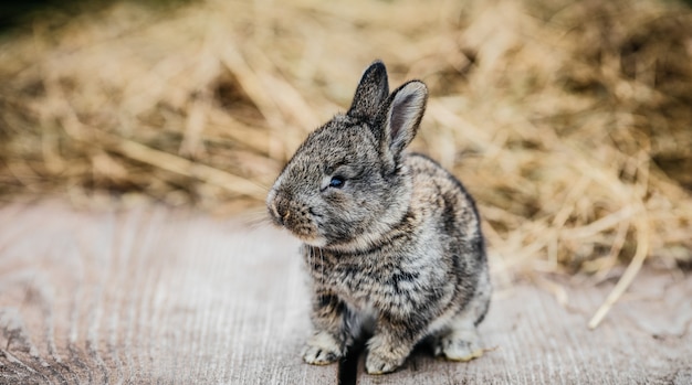 Little rabbit is sitting on a rock.