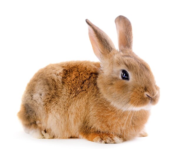 Little rabbit isolated on white