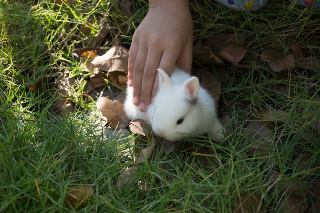 Little Rabbit in Kid Hand