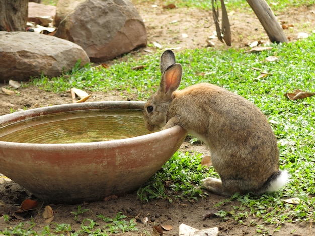 Little rabbit looking for water to drink