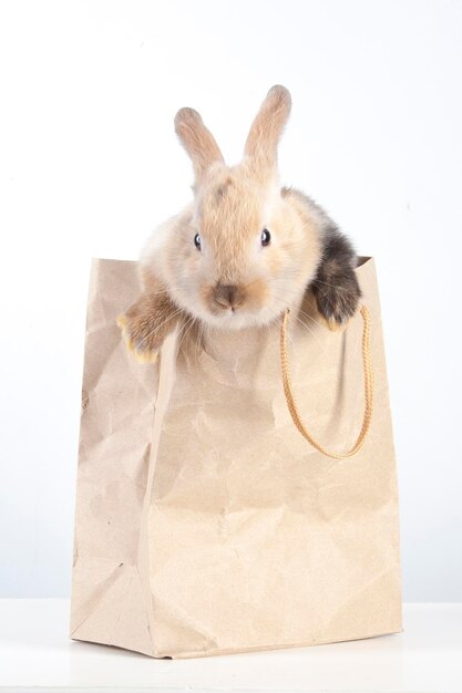 Little rabbit in a paper bag