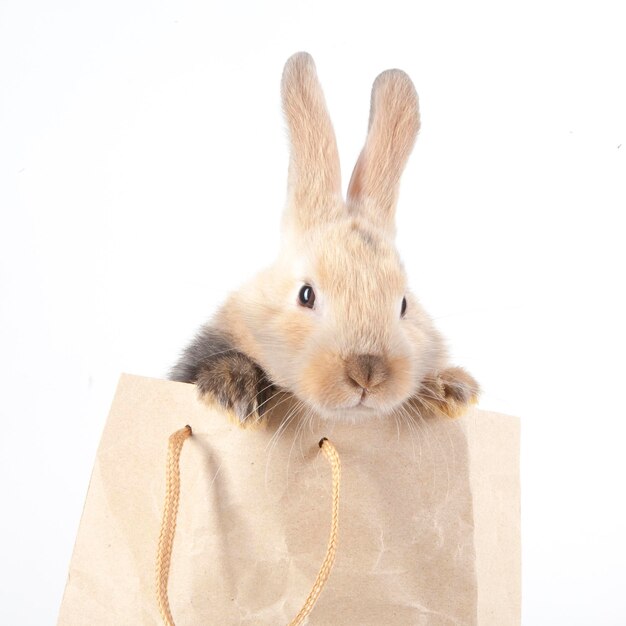 Premium Photo Little rabbit in a paper bag