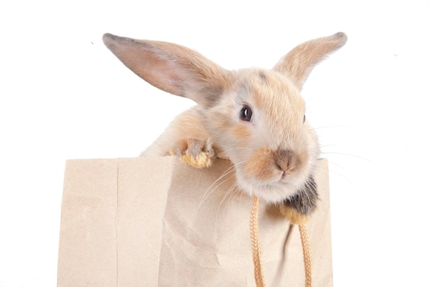 종이 가방에 작은 토끼
