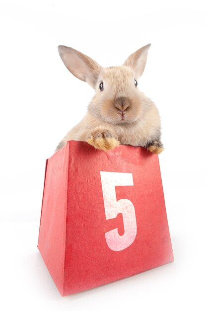 Foto coniglio in una confezione regalo rossa con la scritta 5 cinque