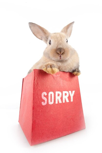 Little rabbit in a red gift box with the inscription Sorry