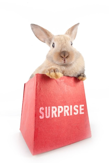 Little rabbit in a red gift box with the inscription Surprise