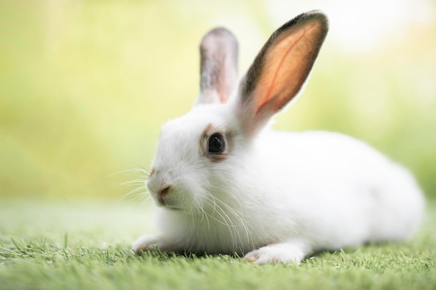 Foto piccolo coniglio seduto o giocando sull'erba verde simpatico coniglio nel prato sullo sfondo della natura del giardino durante la primavera
