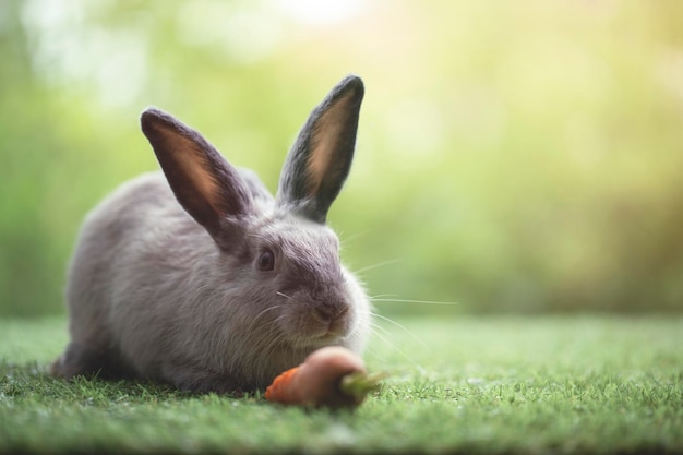 Piccolo coniglio seduto o giocando sull'erba verde simpatico coniglio nel prato sullo sfondo della natura del giardino durante la primavera