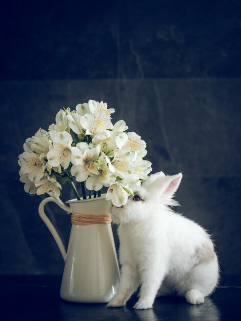 Little rabbit smelling white flowers