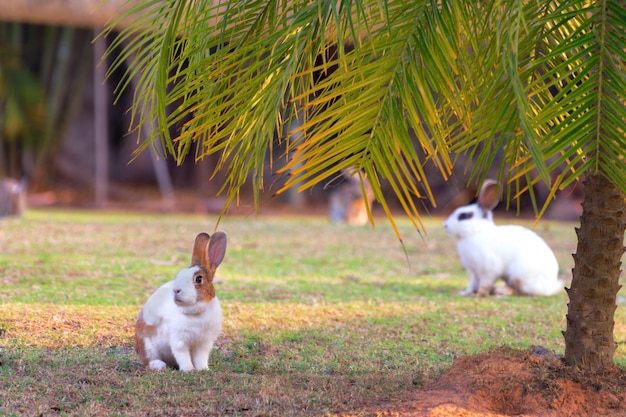 Little rabbit in spring garden grass