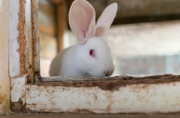 Little rabbit in a wooden cage at the farm.