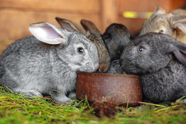 Little rabbits eat from the same feeder Friendly family