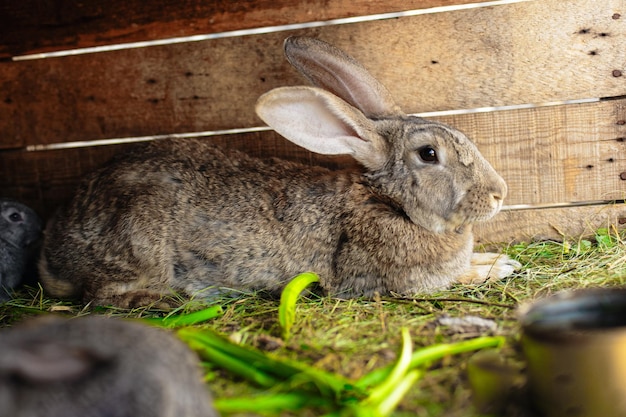 Little rabbits eat from the same feeder Friendly family