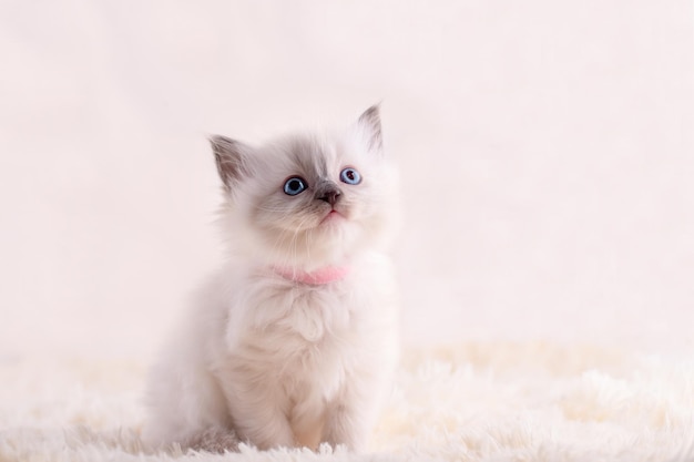 Маленький котенок тряпичной куклы с голубыми глазами в розовом ошейнике сидит на бежевом фоне