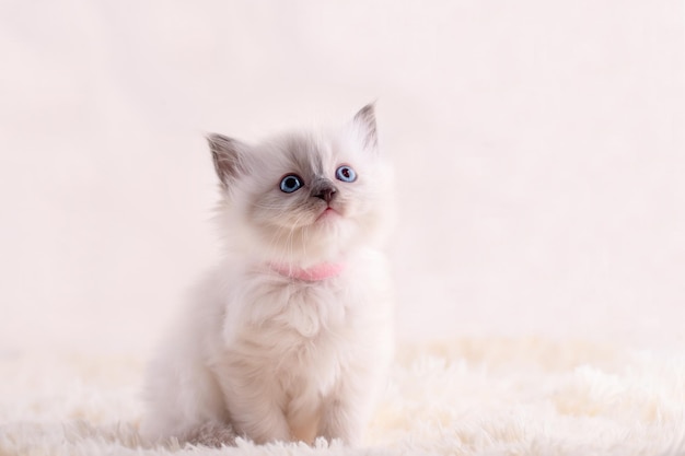 Little ragdoll kitten with blue eyes in pink collar sitting on a beige background