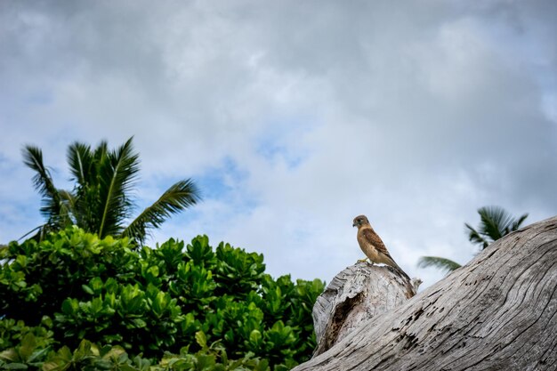 Little raptor perched on a tree trunk - taken in the wild tropical vegetation