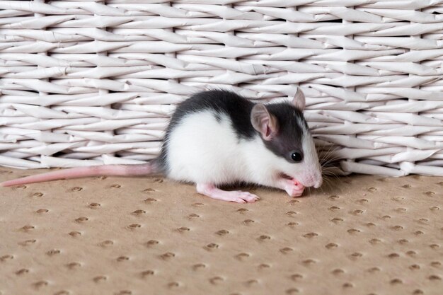Photo little rat