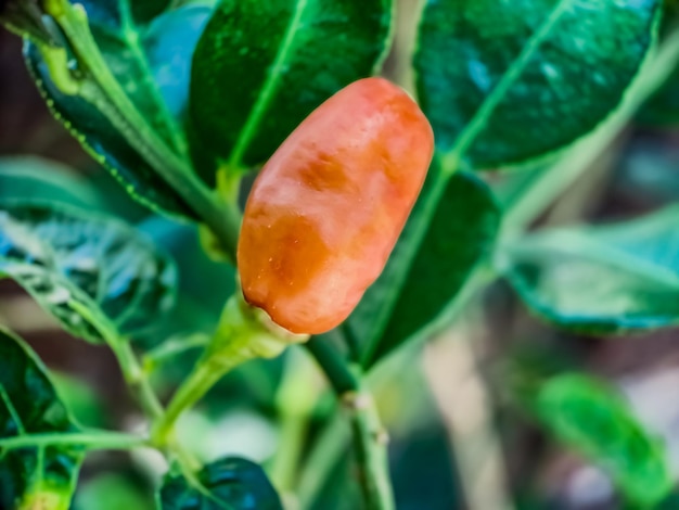 Little red cayenne pepper on organic garden farm plants that are food and plants