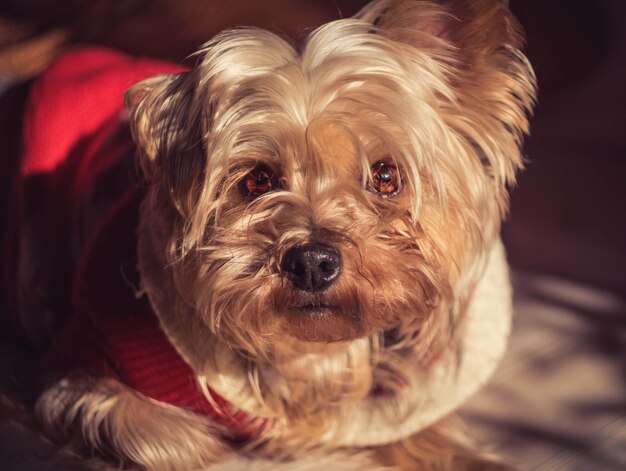 Little red dog Yorkshire terrier with beautiful sad eyes