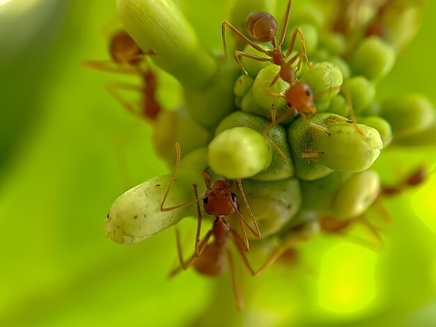 小さな赤いヒアリは、選択的なフォーカスを持つノニ果実の葉を食べます