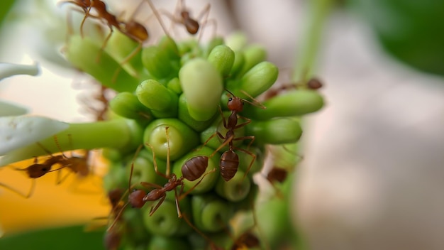 작은 빨간 불 개미는 선택적 초점을 가진 노니 과일의 잎을 먹습니다. 매크로는 조명이 있는 잎에 많은 불개미 또는 빨간 개미를 덮습니다.