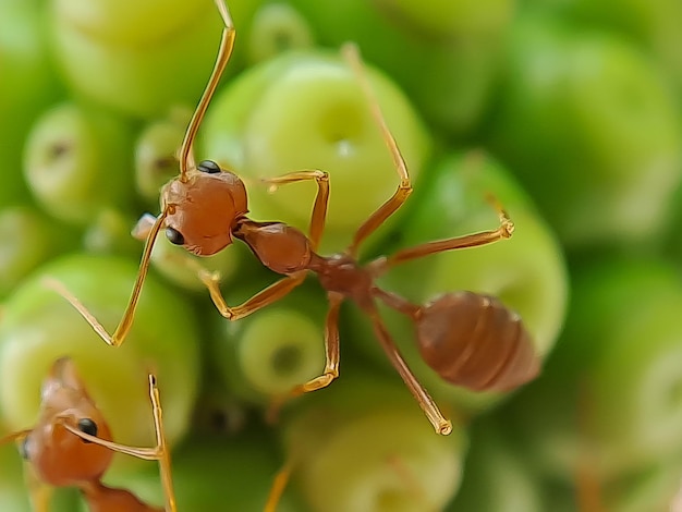 Little Red Fire Ant Voedt zich met de bladeren van de noni-vrucht met selectieve focus Macro bedekt veel vuurmieren of rode mieren op bladeren met verlichting