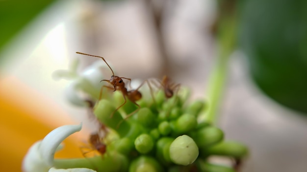 Little Red Fire Ant Voedt zich met de bladeren van de noni-vrucht met selectieve focus Macro bedekt veel vuurmieren of rode mieren op bladeren met verlichting