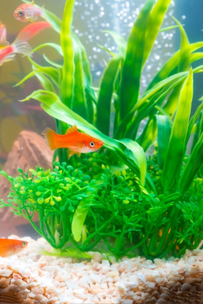 Piccolo pesce rosso con la pianta verde in acquario o acquario vita sottomarina.