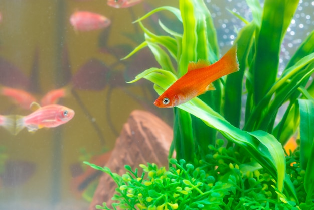 Little red fish with green plant in fish tank aquarium