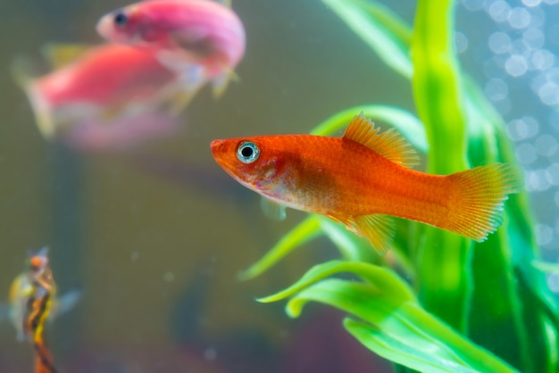 Piccolo pesce rosso con la pianta verde in acquario o acquario