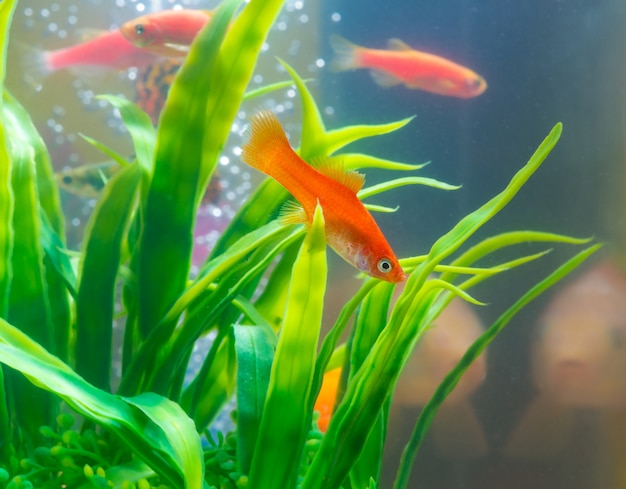 Piccolo pesce rosso con la pianta verde in acquario o acquario