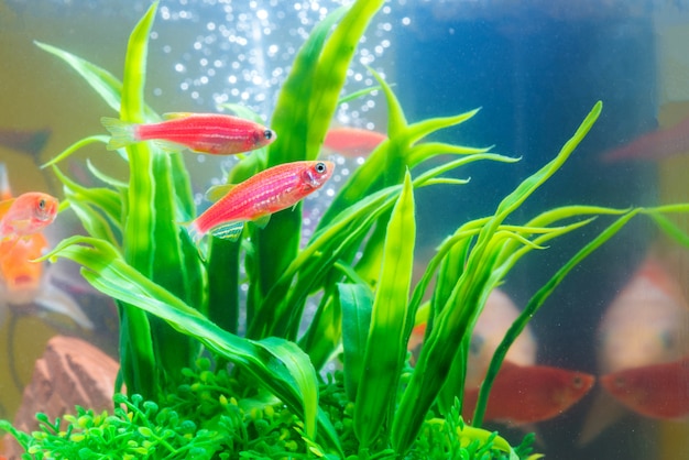 写真 水槽の緑の植物と小さな赤い魚