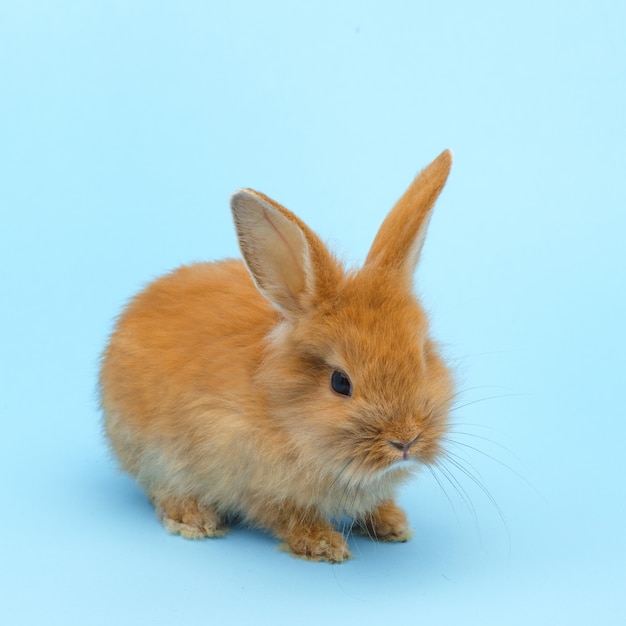 Little red fluffy rabbit on blue surface. Easter holiday concept