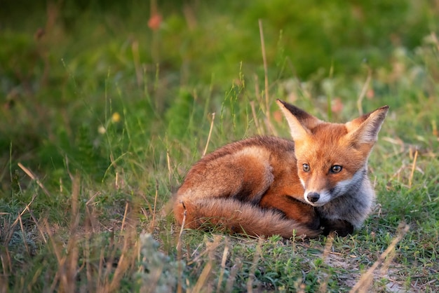 Little Red Fox rust liggend in het gras.