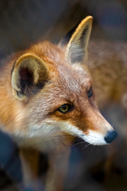 レッドフォックス・ヴォルペス (Red Fox Vulpes) はそのまま座っている