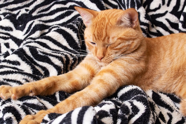 Little red kitten on the bed portrait