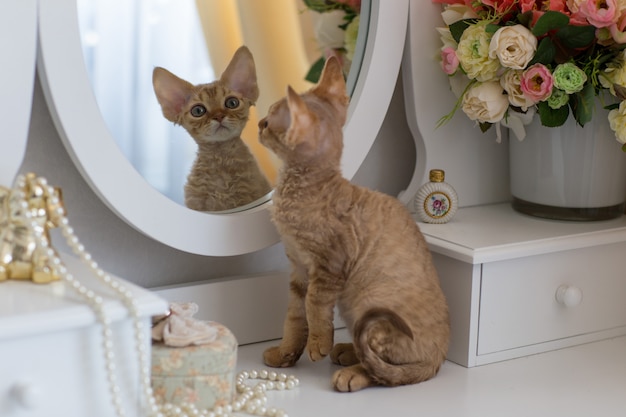 little red kitten Devonrex looks in the mirror